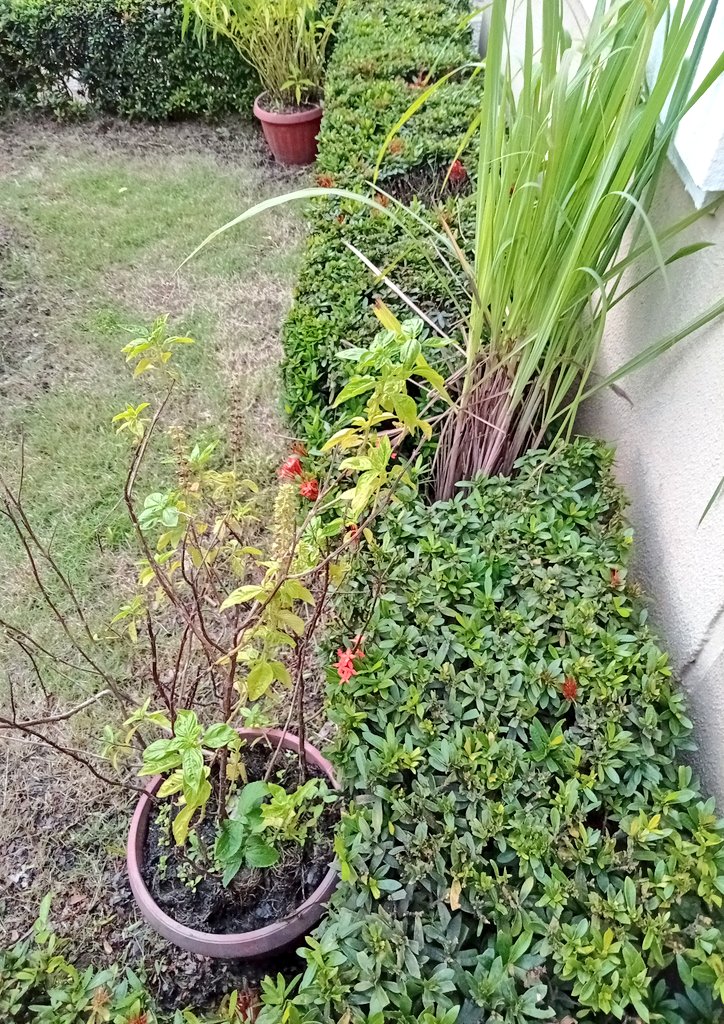 parischiquitoo's tweet photo. Yá huele a #Veranillo anoche no llovió y hoy fuerte sol calor cielo abierto,parecería que se fueron las lluvias por el momento y mucho chapulete de verano vuela ronda jardines arrozales en #Guayas ojalá así sea🙏🙏🙏 https://t.co/lHY5W7Ernm