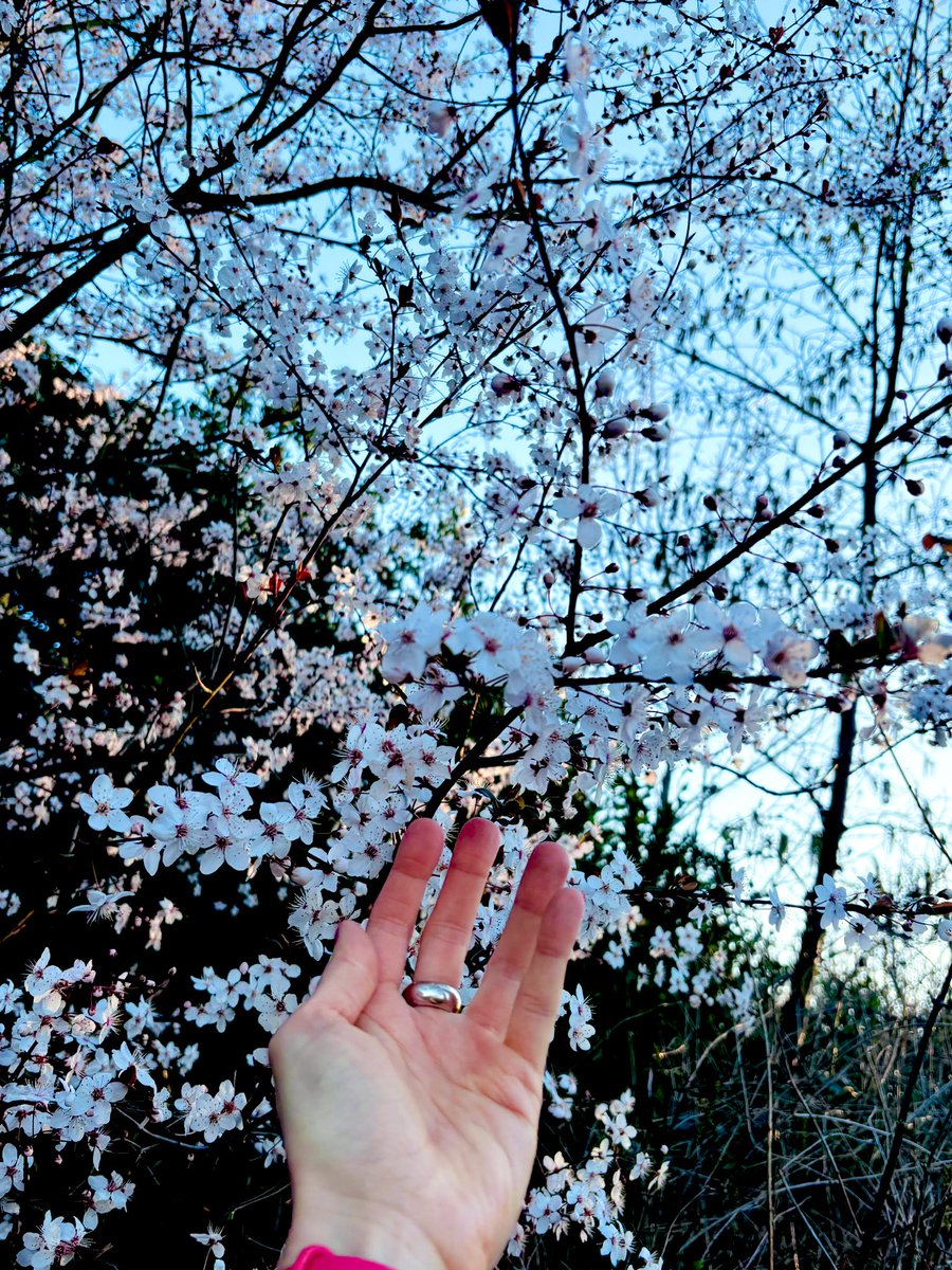 LaurantoniautiC's tweet photo. ~ Blossoms & sunset viewing during park running sesh are truly a beautiful sight to behold. ~ ๅ
ฌๅใงใฉใณใใณใฐใใใชใใๆกใจๅคๆฅใ็บใใใฎใฏใๆฌๅฝใซ็พใใๅ
ๆฏใงใใ~ ๐โโ๏ธ๐๐ธ๐ค๐
#mondayrunday #parkrun #blossoms #blossomphotography #SpringVibes #ๆก https://t.co/OAQtbym3s5