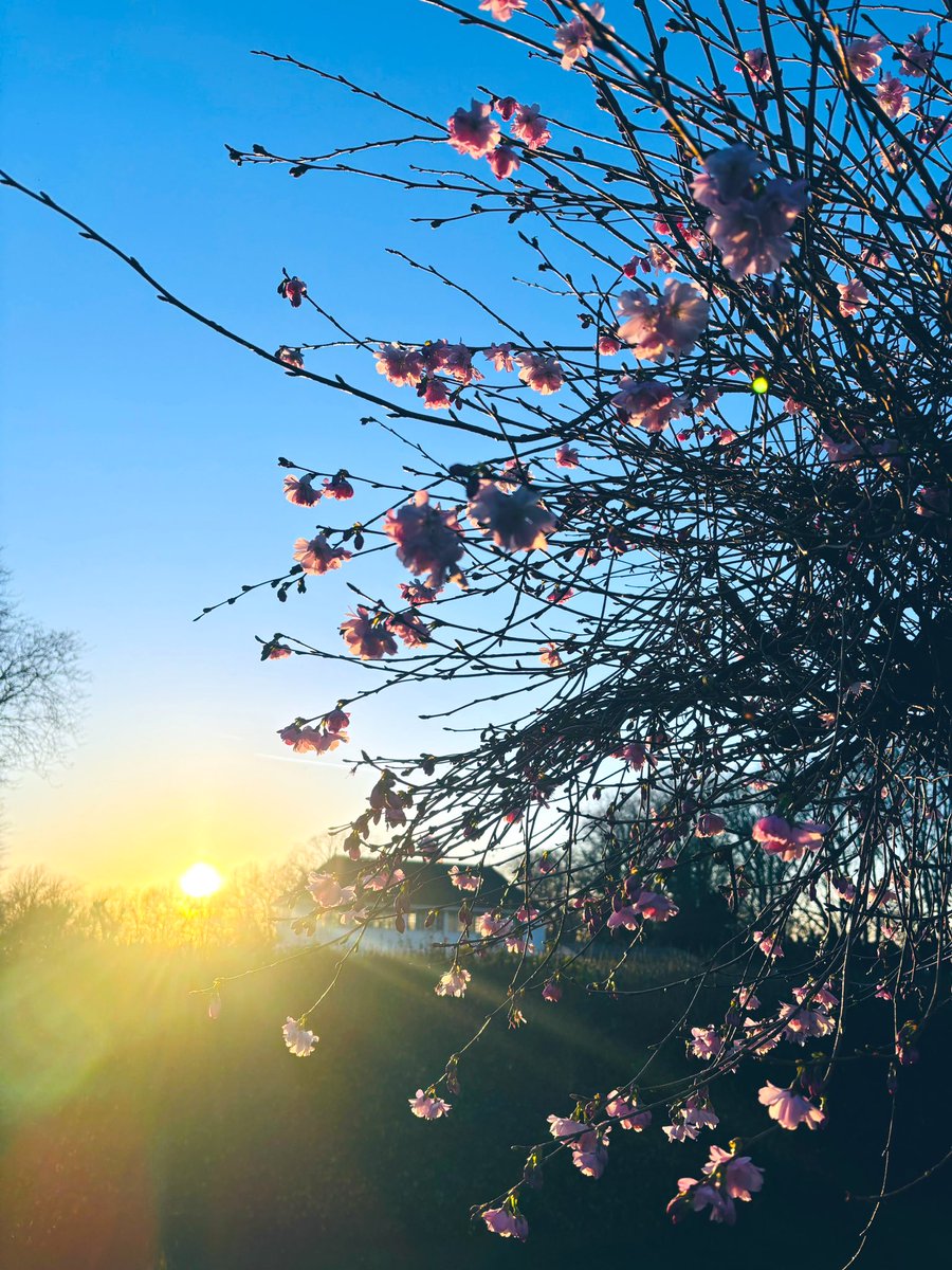 LaurantoniautiC's tweet photo. ~ Blossoms & sunset viewing during park running sesh are truly a beautiful sight to behold. ~ ๅ
ฌๅใงใฉใณใใณใฐใใใชใใๆกใจๅคๆฅใ็บใใใฎใฏใๆฌๅฝใซ็พใใๅ
ๆฏใงใใ~ ๐โโ๏ธ๐๐ธ๐ค๐
#mondayrunday #parkrun #blossoms #blossomphotography #SpringVibes #ๆก https://t.co/OAQtbym3s5