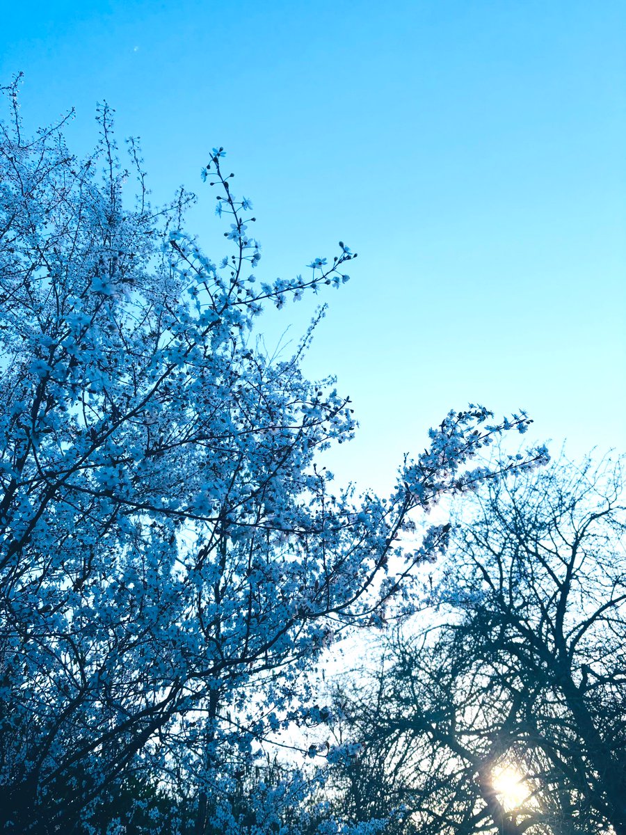 LaurantoniautiC's tweet photo. ~ Blossoms & sunset viewing during park running sesh are truly a beautiful sight to behold. ~ ๅ
ฌๅใงใฉใณใใณใฐใใใชใใๆกใจๅคๆฅใ็บใใใฎใฏใๆฌๅฝใซ็พใใๅ
ๆฏใงใใ~ ๐โโ๏ธ๐๐ธ๐ค๐
#mondayrunday #parkrun #blossoms #blossomphotography #SpringVibes #ๆก https://t.co/OAQtbym3s5