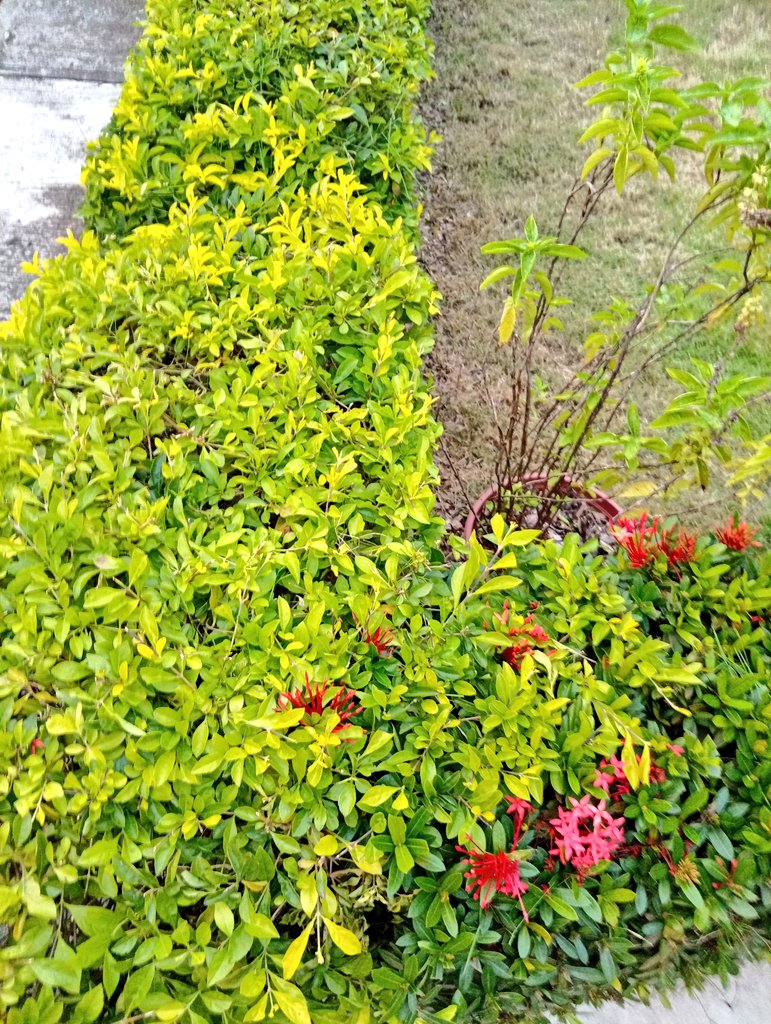 parischiquitoo's tweet photo. Yá huele a #Veranillo anoche no llovió y hoy fuerte sol calor cielo abierto,parecería que se fueron las lluvias por el momento y mucho chapulete de verano vuela ronda jardines arrozales en #Guayas ojalá así sea🙏🙏🙏 https://t.co/lHY5W7Ernm