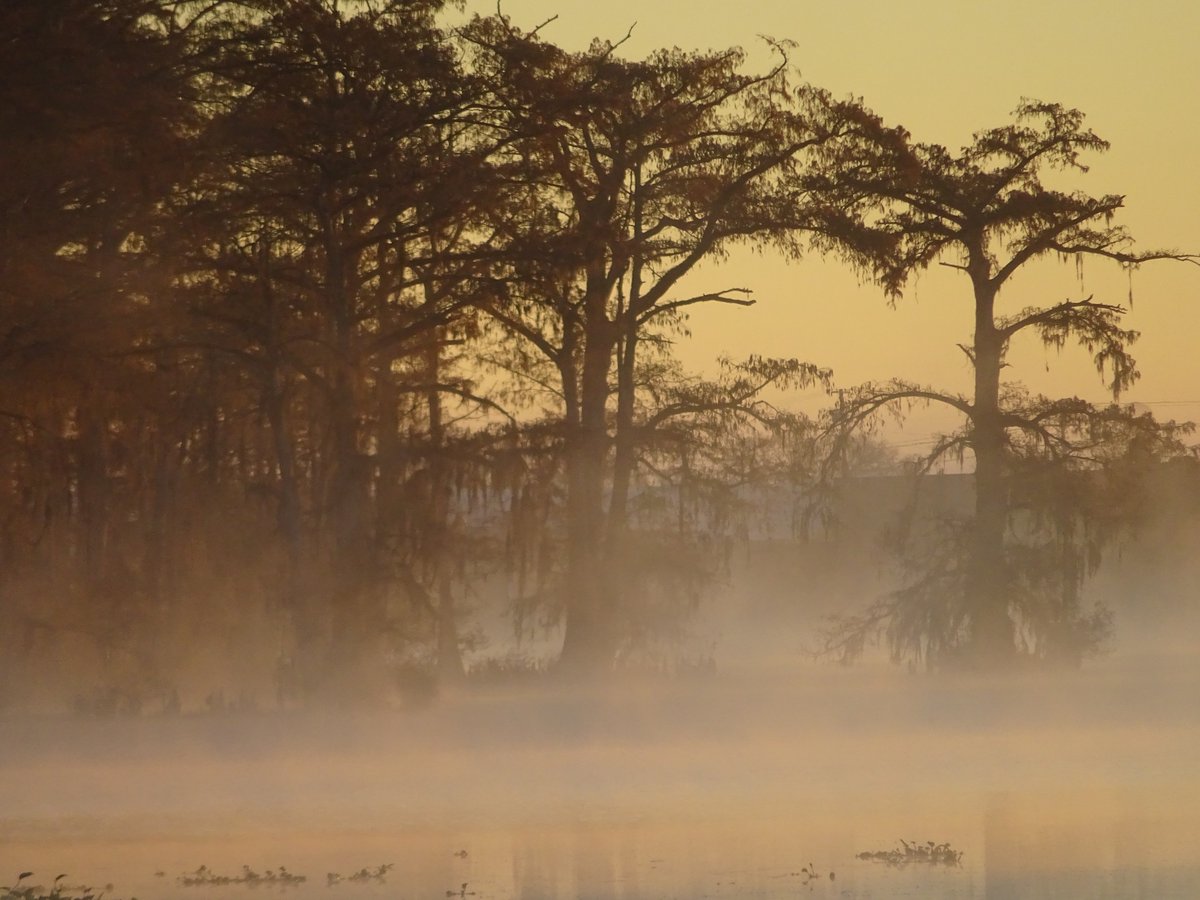 March mornings on the Atchafalaya. Fog hanging low, cypress knees breaking the surface, and a stillness that makes you forget everything else exists. This is the Cajun Coast.
#MyCajunCoast #FeedYourSoul #CajunCoast #MysticallyBeautiful 📷 John Burke