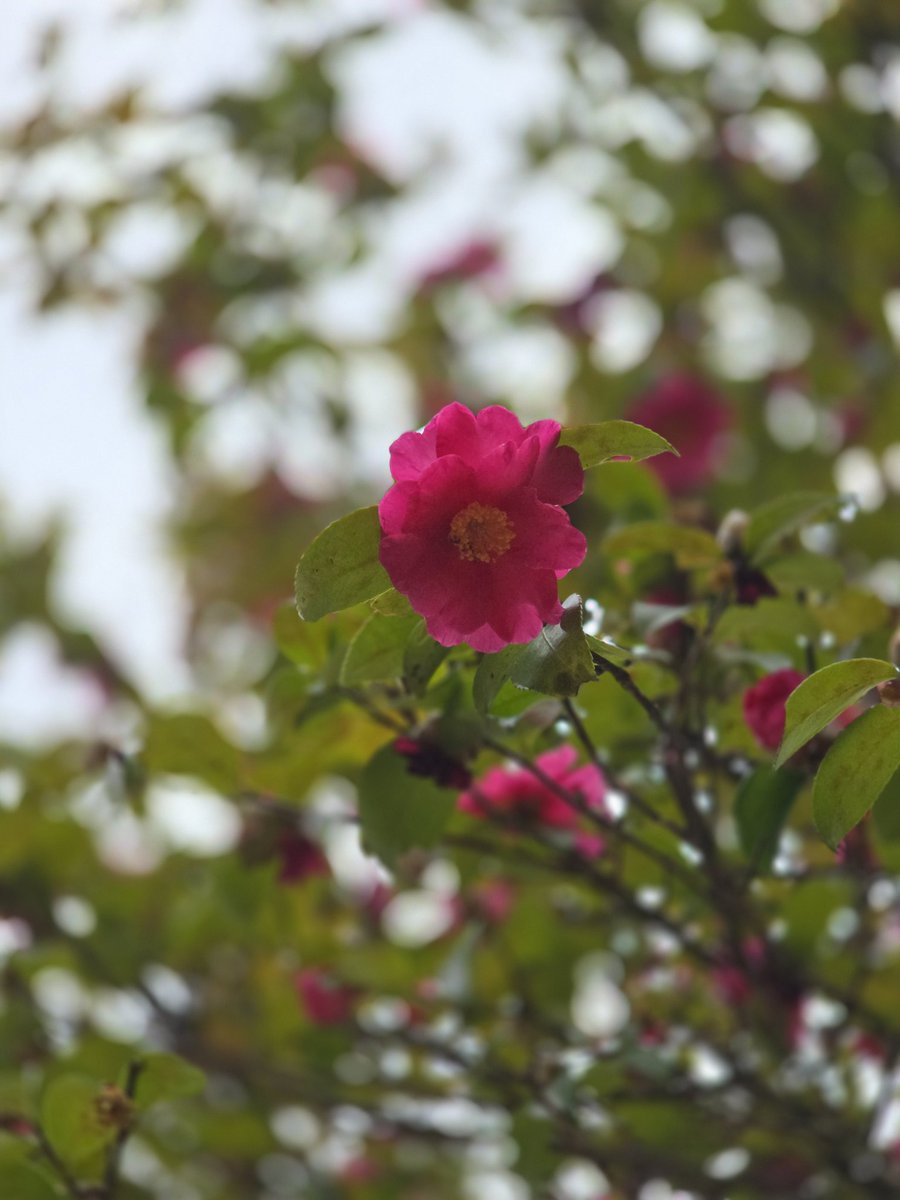 ๋ฒจ๋ผ tweet media