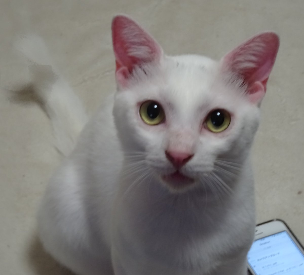 nekokamasu's tweet photo. 愛の塊。今日も生きんぞ。 #cat  #猫  #ねこ  #保護猫 #猫のいる暮らし https://t.co/yuukwFLnWX