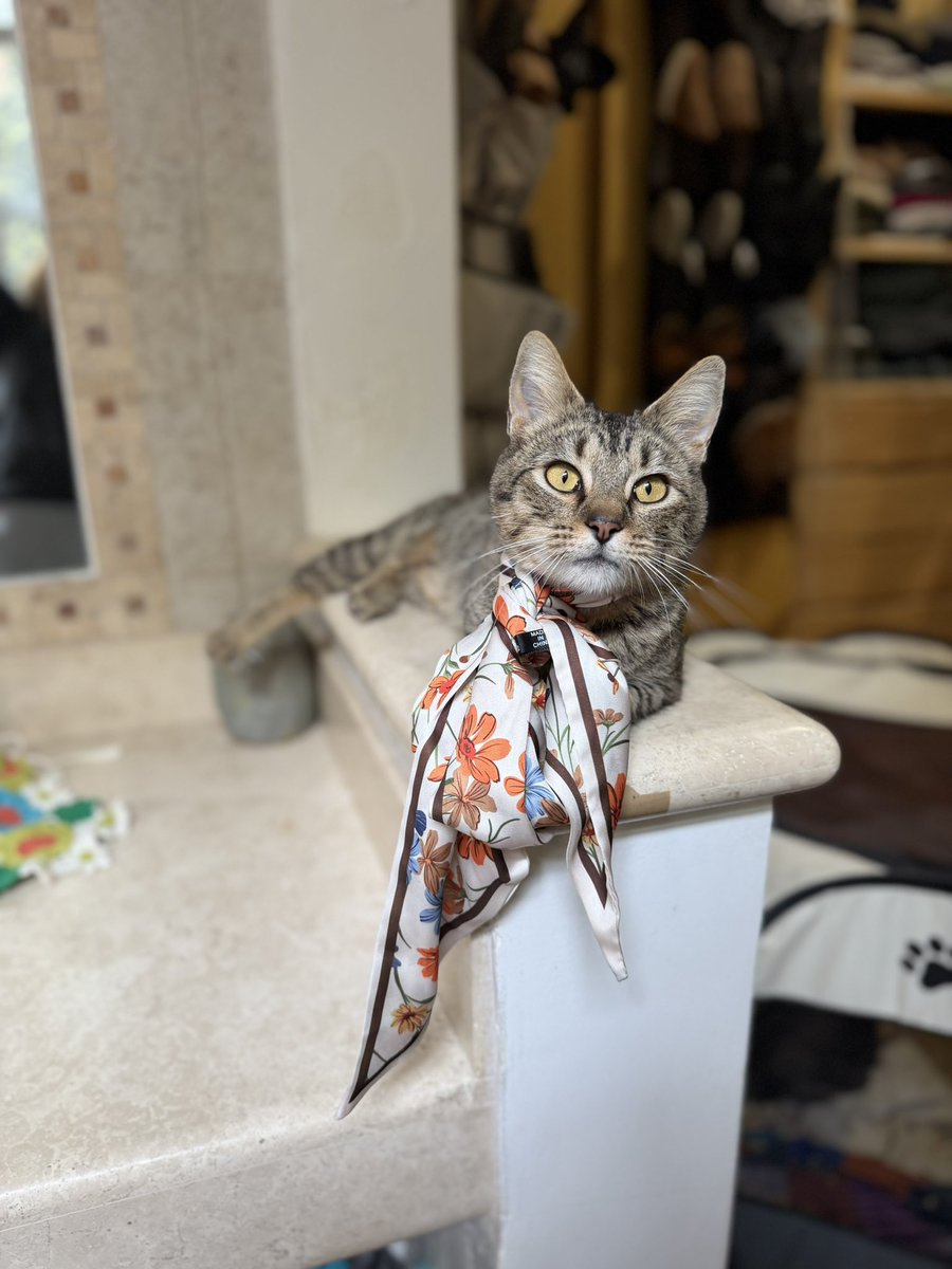 Yo sé que digo esto seguido pero es verdad cada vez. Oveja es una de las gatitas más especiales que han estado aquí. Es una de las gatitas más cariñosas que he conocido. Le encanta buscar darte besitos de nariz. Es muy delicada y se fija muy bien en no lastimar con sus uñitas.