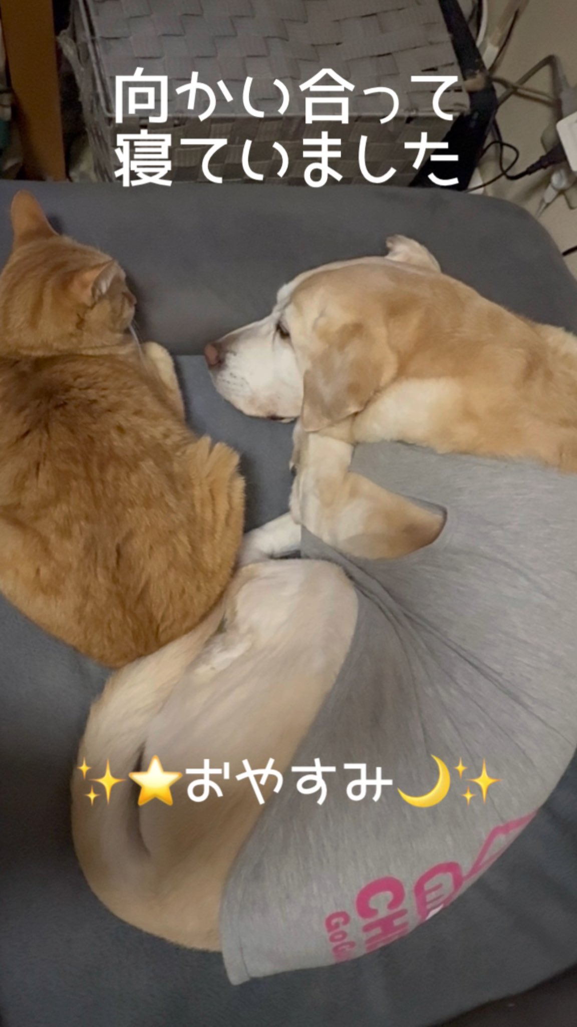 愛犬と愛猫 - Search / X