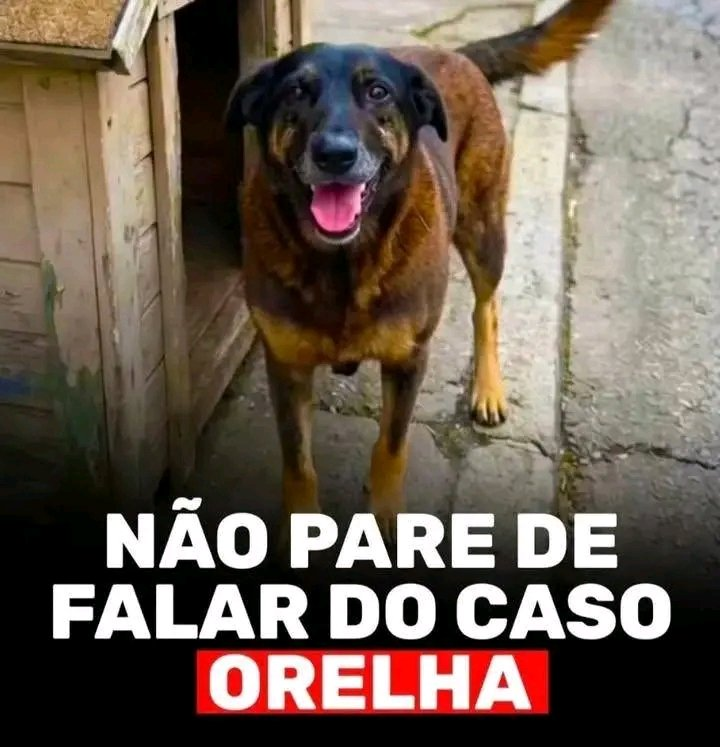 gabrielcharro_'s tweet photo. 🎯Essa exumação deixou claro que a PCSC e MPSC não têm a menor competência pra conduzirem o caso. Um caso hediondo, repulsivo, que deixou uma sociedade em choque psicológico, um caso que gerou danos coletivos. O Orelha agora tem advogado, o Orelha tem a nós. As testemunhas estão perdendo o medo de falar, a justiça será feita! 
MPSC O BRASIL QUER JUSTIÇA!!