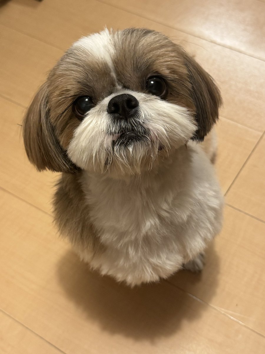 🧭Redcompass / こんぱゆ tweet media