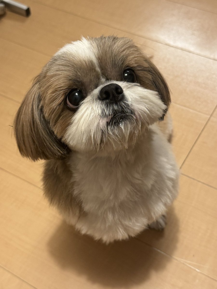 🧭Redcompass / こんぱゆ tweet media