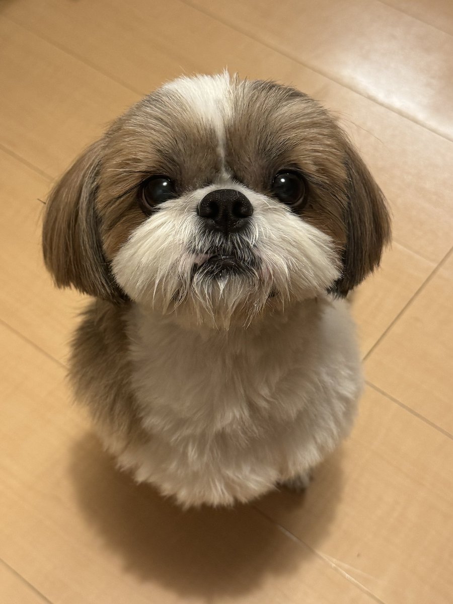 🧭Redcompass / こんぱゆ tweet media