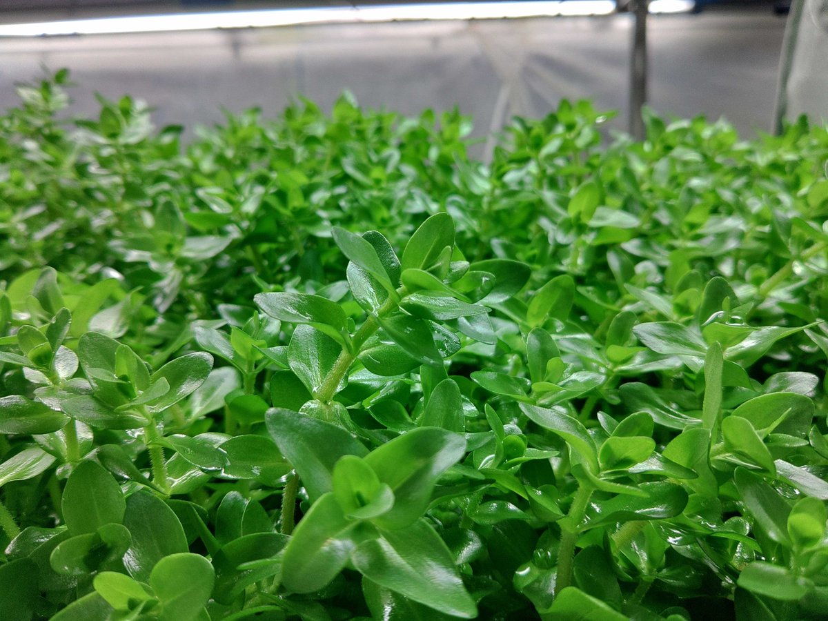 charm_plants's tweet photo. キレイすぎて造花みたいなウォーターバコパ🌱
鉢植えや流木付き、石付きなど様々な商品がございますので是非❗️
#Bacopa #caroliniana
https://t.co/id7TsDPyCw https://t.co/LYIvzPiLvt
