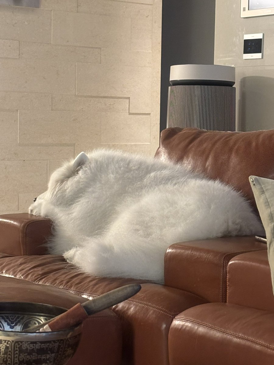 북극솜 tweet media