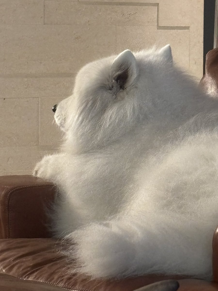 북극솜 tweet media