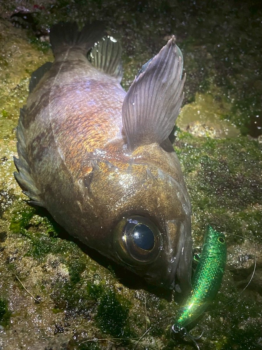 palms_global's tweet photo. Light Game Fishing with Miura in Japan 🇯🇵
Rod: Pinwheel 77L
Lure: Miura 50F
#palmsfishing #lightgame @palms_japan https://t.co/EQ7ge8Cr1y