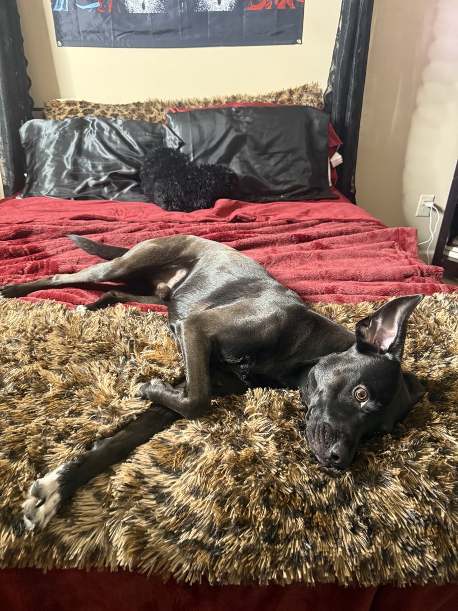 imbunnfyy's tweet photo. lol i love it when my dog makes that face it cracks me up 🤣 https://t.co/WIqnvsucwC
