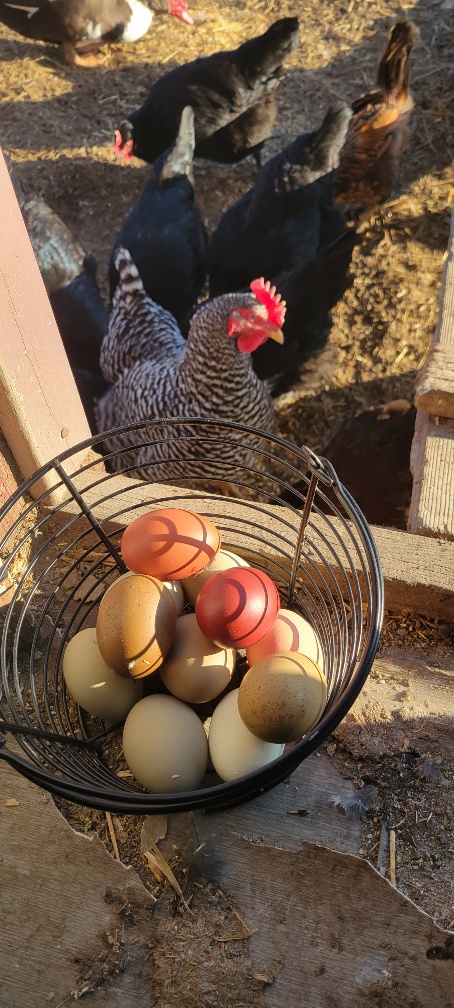 BlueBloodBullz's tweet photo. My earlier post disappeared into the X void I guess. The ladies are in full swing finally have more daylight in MI but still cold. Notice the egg colors on this basked in the different lighting, the marans is gorgeous and why I filled the incubator with them! #chickenmath 😂 https://t.co/BkfgJFJtTq