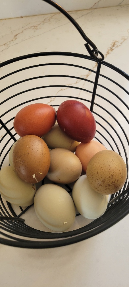 BlueBloodBullz's tweet photo. My earlier post disappeared into the X void I guess. The ladies are in full swing finally have more daylight in MI but still cold. Notice the egg colors on this basked in the different lighting, the marans is gorgeous and why I filled the incubator with them! #chickenmath 😂 https://t.co/BkfgJFJtTq