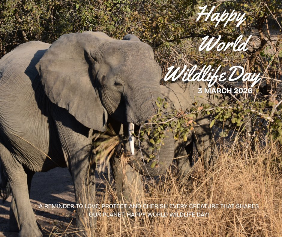 Livingstone_LTA's tweet photo. Happy Wildlife Day❣️🎎
この地球で共に生きる全ての野生生物に対して敬意と保全を忘れずに❣️#happyworldwildlifeday #世界野生生物の日 https://t.co/olXPyQu0tH