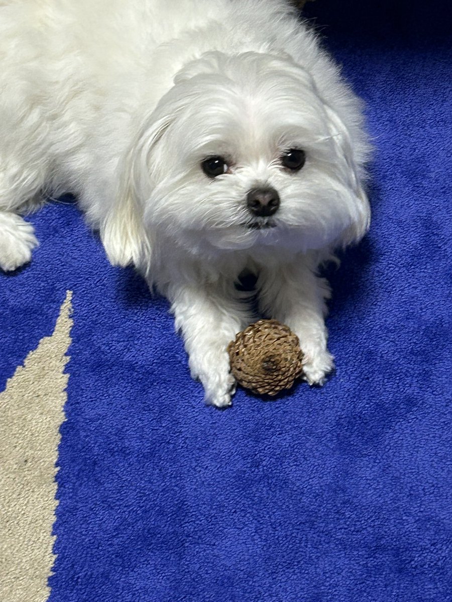 社会のストレスに効く犬 tweet media