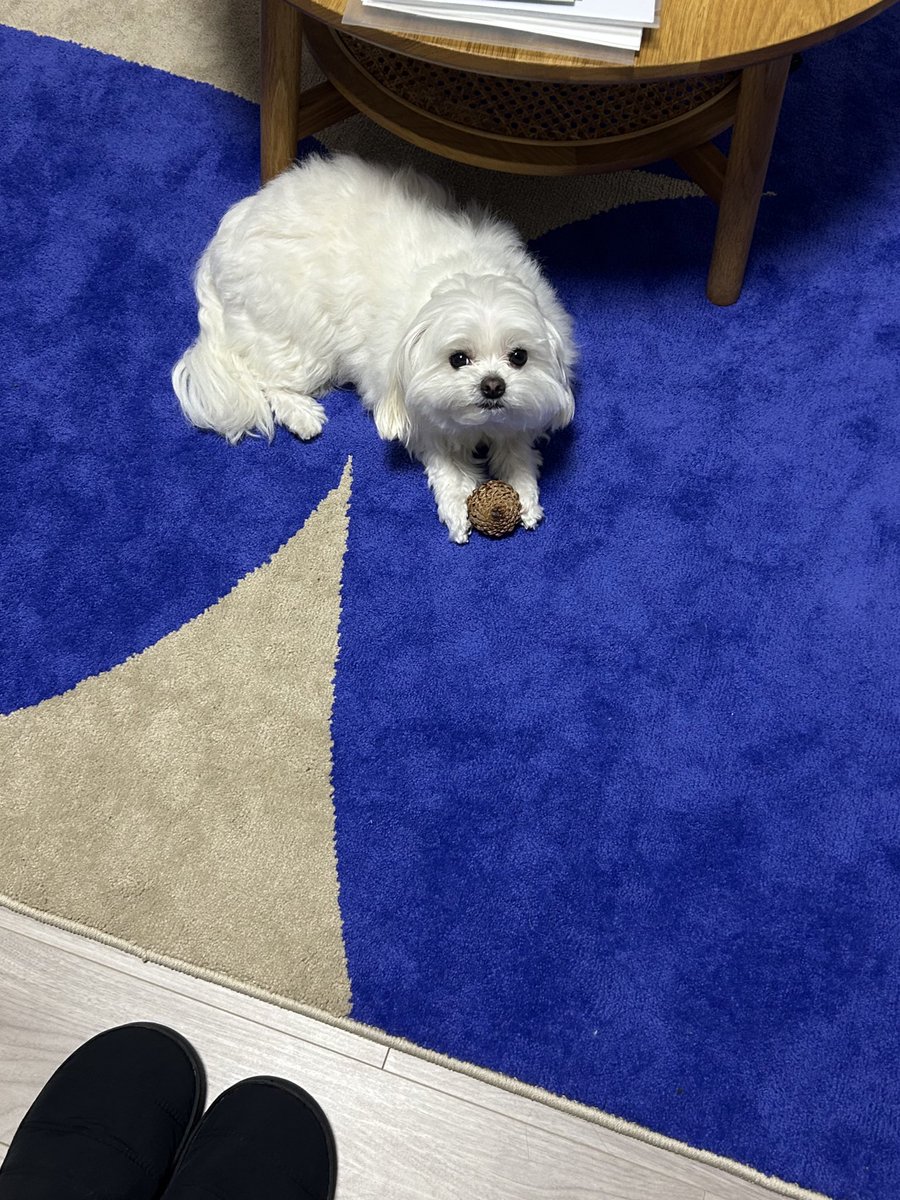 社会のストレスに効く犬 tweet media