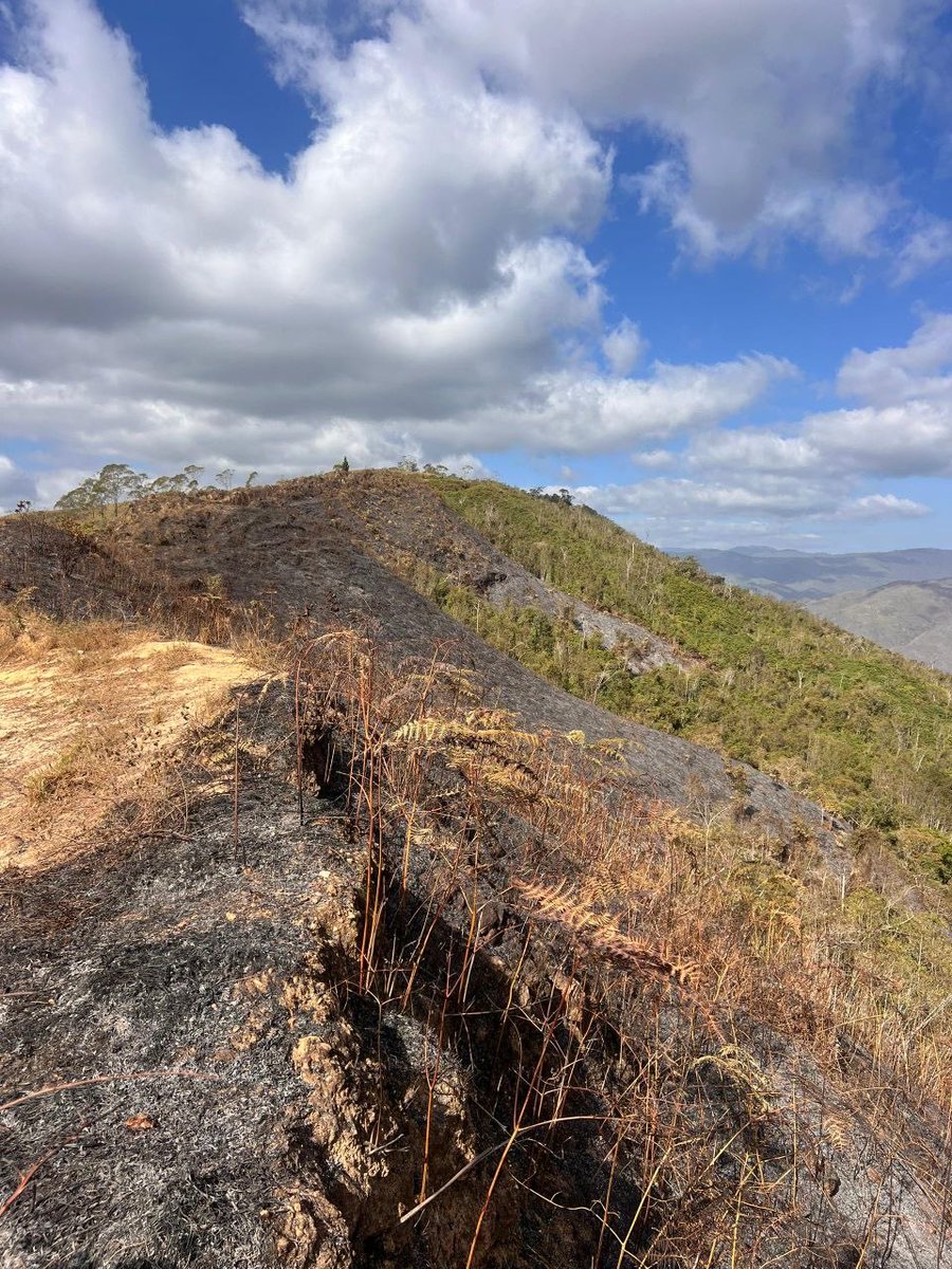 sanches49673's tweet photo. Durante este fin de semana, los diferentes  organismos del Sistema Nacional de Gestión de Riesgo, Bomberos Forestales de INPARQUES, Protección Civil y Cuerpos de Voluntarios, se han desplegado de manera ininterrumpida para combatir y controlar diversos incendios forestales registrados en parques nacionales y zonas estratégicas de la región central del país.

Balance de la Situación Actual (Corte 11:03 HLV). Gracias a la intervención rápida de los diferentes cuerpos de bomberas y bomberos, protección civil, cuerpo civil de guarda parques y grupos voluntarios de combatientes, el estatus de los eventos es el siguiente:

🌳 Parque Nacional Waraira Repano (Sector Quebrada Anauco): El incendio se encuentra bajo control total. Actualmente, los equipos bajo el mando del General Germán Gutiérrez finalizan las labores de liquidación y guardia de cenizas para evitar reactivaciones.

🌳Parque Nacional Macarao (Loma de Kennedy, Lagunetica): El evento ha sido extinguido y controlado gracias a laa intervención del Grupo  Voluntario Cóndor 1 liderado en el puesto de comando por Cesar Solís e Iván Galatro

🌳 Monumento Natural Cerro Platillón (Edo. Guárico): Situación controlada. Comisiones mixtas de Bomberos Forestales y Protección Civil se mantienen en labores de liquidación en el sitio.

🛣️ Autopista Regional del Centro (Tazón): A la hora del reporte, este incendio se mantiene activo y en combate (libre combustión). 

El fuego presenta dos flancos críticos: uno en dirección a las plantaciones de pinos de la Universidad Simón Bolívar y otro hacia la zona del frigorífico. Bomberos de Caracas, Protección Civil Libertador e INPARQUES concentran sus esfuerzos en este punto para frenar el avance de las llamas.

⚠️ ¡NUESTRA NATURALEZA NOS NECESITA! ⚠️

Los incendios no solo queman árboles; destruyen el hogar de nuestra fauna y el oxígeno de nuestras familias. La prevención es la mejor herramienta que tenemos