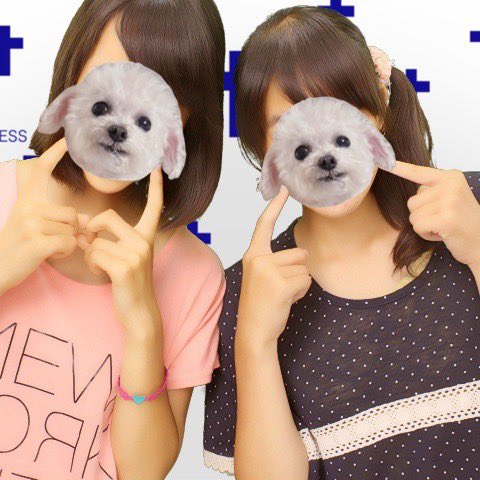 ねこ🐱🐨 tweet media