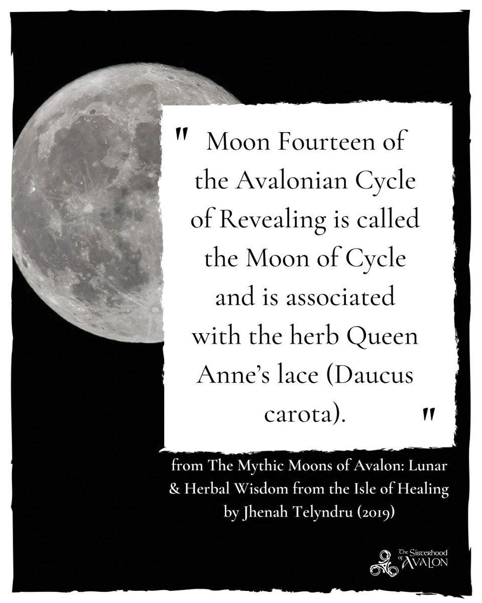 "Moon Fourteen of the Avalonian Cycle of Revealing is called the Moon of Cycle and is associated with the herb Queen Anne’s lace (Daucus carota)."
- from The Mythic Moons of Avalon
by Jhenah Telyndru (2019)

#moonfourteen #fullmoon #arianrhod #queenanneslace #daucuscarota #avalon