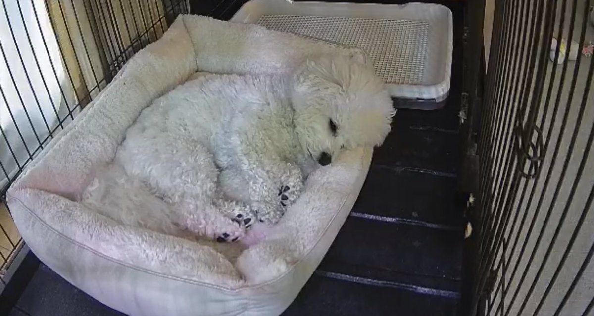 whiteDOGchan's tweet photo. ふわふわにお留守番してた https://t.co/KrppgxNMAg