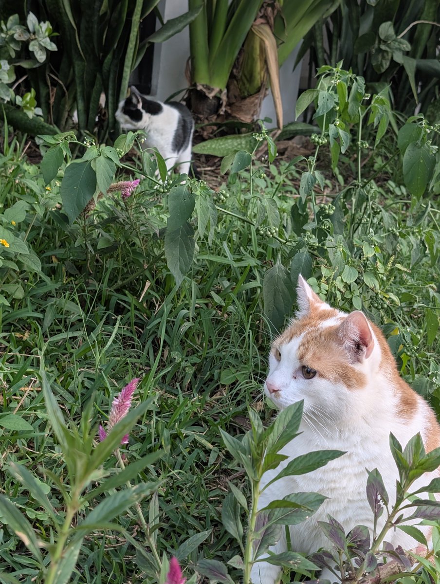 PMounou's tweet image. Je crois que ce sont mes plus jolies photos des #chatons Mounous au jardin dans leur grande #jungle ! 

#cats #LesMounous #gatitos