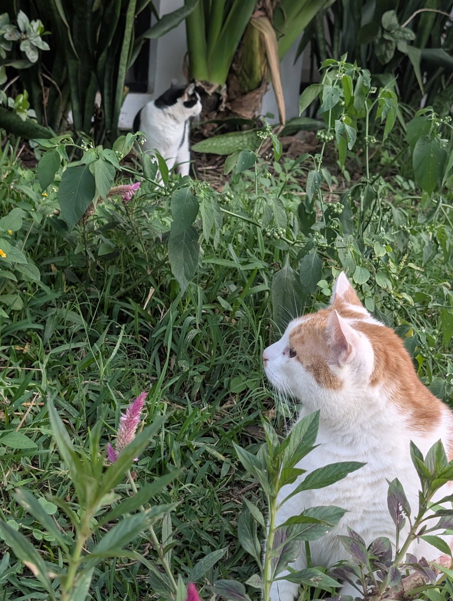 PMounou's tweet image. Je crois que ce sont mes plus jolies photos des #chatons Mounous au jardin dans leur grande #jungle ! 

#cats #LesMounous #gatitos