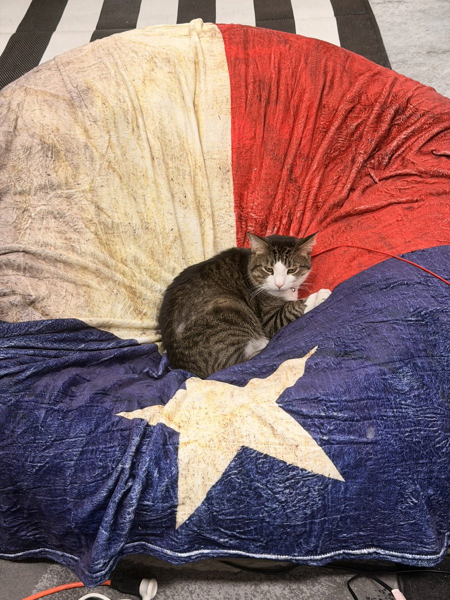 RPCF2's tweet photo. Since his namesake, the real @elonmusk, moved @SpaceX Texas, Sir. Elon Musk, my cat, has his own blanket today (in honor of Texas Independence Day). 👏🏽🥰✊🏽❤️ https://t.co/aWDqFOU1TN