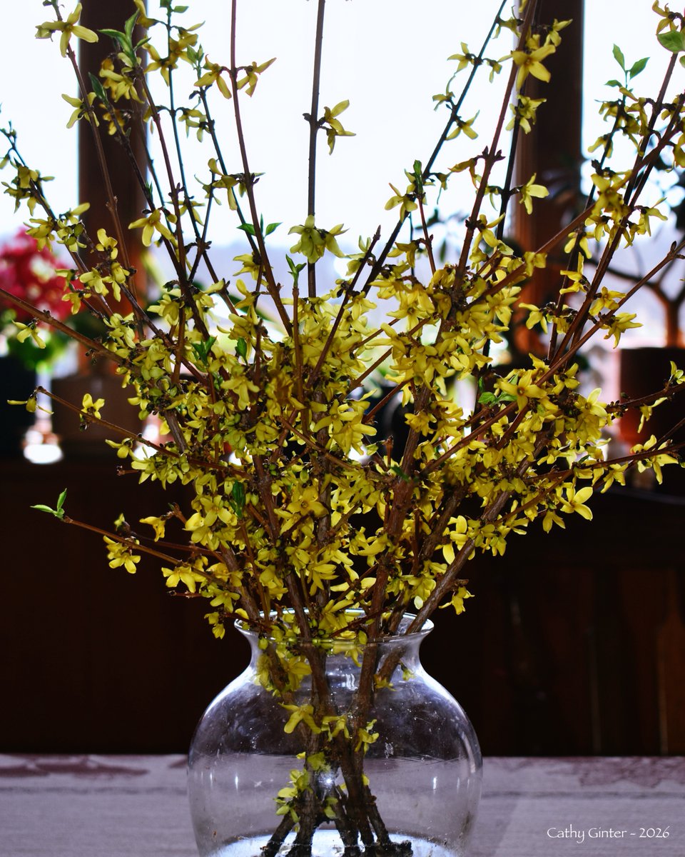 CathyGinter's tweet photo. The dormant forsythia branches that I brought indoors 8 days ago are blossoming beautifully right now ~
#DreamingOfSpring #Flowers #Nature #Photography https://t.co/E9N7IxEUqR