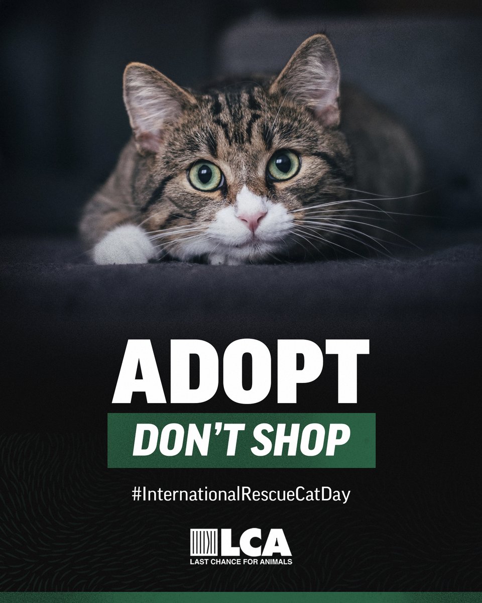 Last Chance for Animals tweet media