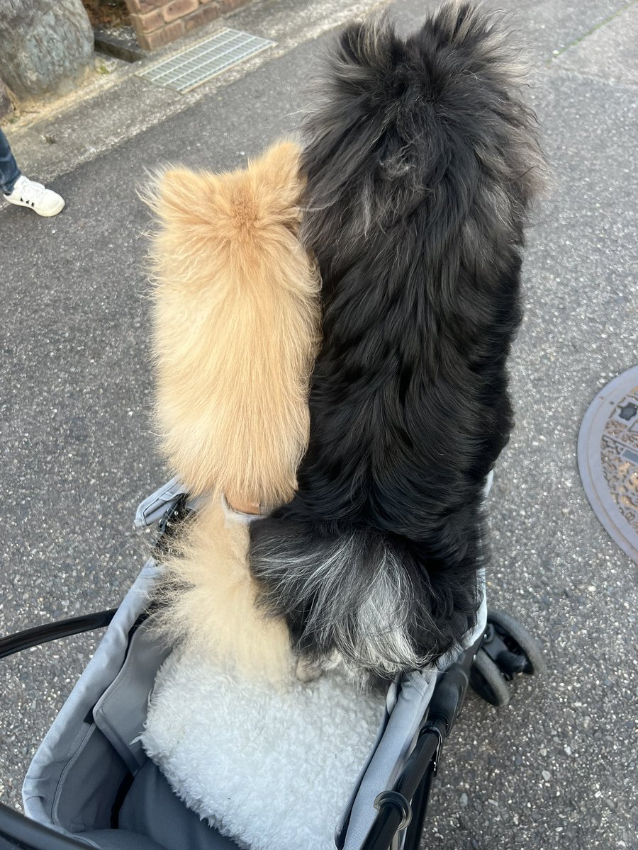 achachiinyo's tweet photo. 最近は家族がまたまた増えーの
息子は中学生なりーの
家の庭は芝生を貼れば完成まできいの
てんやわんやですわあああ🙂
わたしは相変わらずアニヲタからの
進化してVに推し活はげんどります。
家族は今日も仲良し！最高！
車は暖かなったらぼちぼちやるよん✌️ https://t.co/wAHKzRpYkF