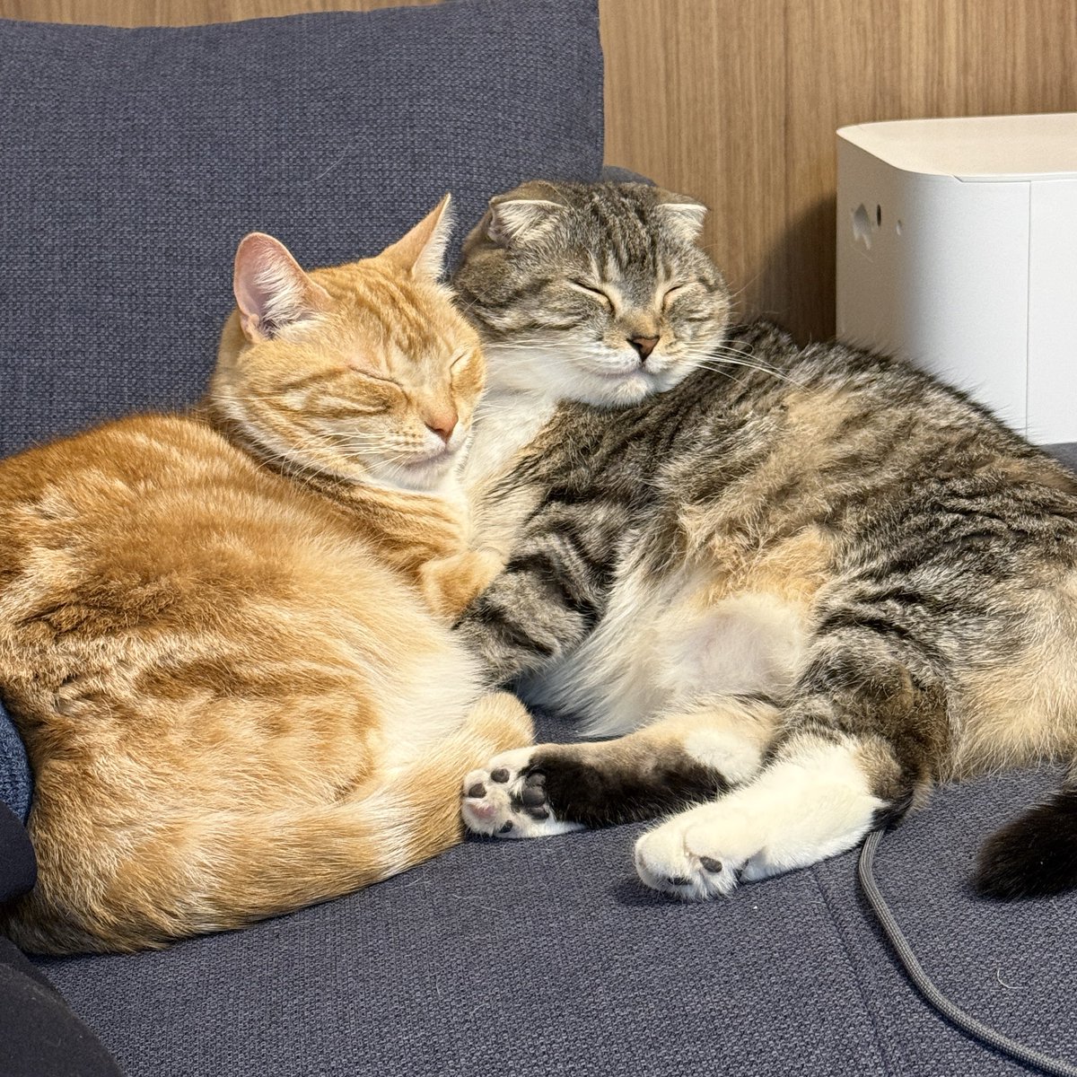 nekozo_cat's tweet photo. 尊いね君たち🥺 https://t.co/ADWcJiEYHK