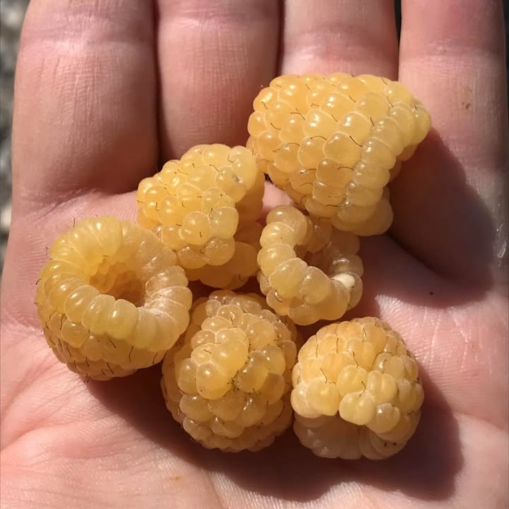 Stark Bro's tweet media