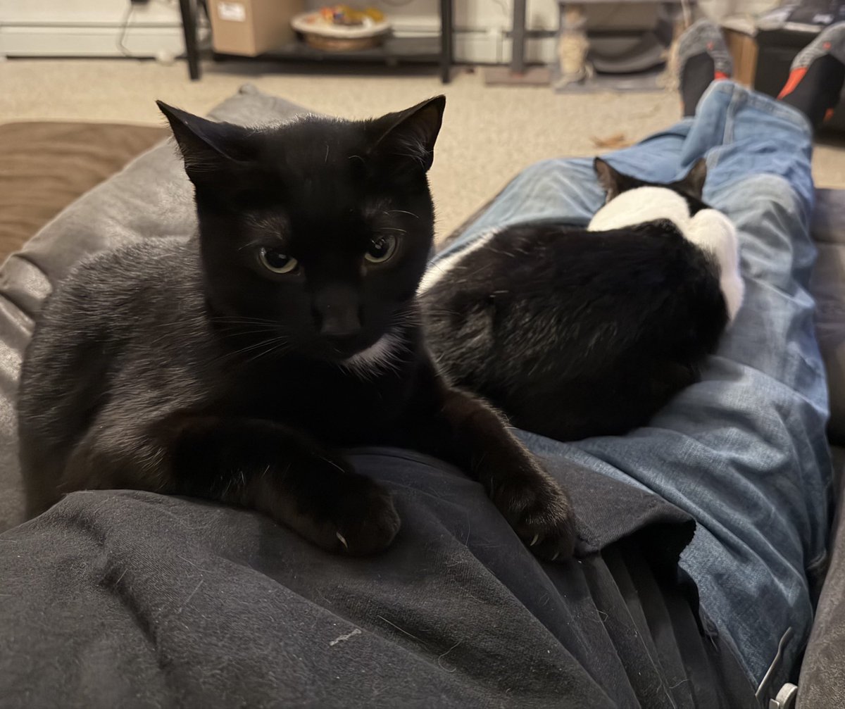 billionare81's tweet photo. I guess my lap is comfy. #catlocked https://t.co/2mGB6dkpSB