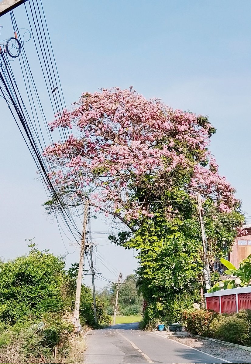 พอเวลาร่วงเลยผ่านมา เราจะไม่สามารถย้อนไปแก้ไขเรื่องราวของเมื่อวานได้เลย ทำทุกวันให้ดีที่สุดมีความสุขที่สุด เราจะได้ไม่เสียใจทีหลัง 𝚖𝚘𝚛𝚗𝚒𝚗𝚐 𝚔𝚞𝚋🥰