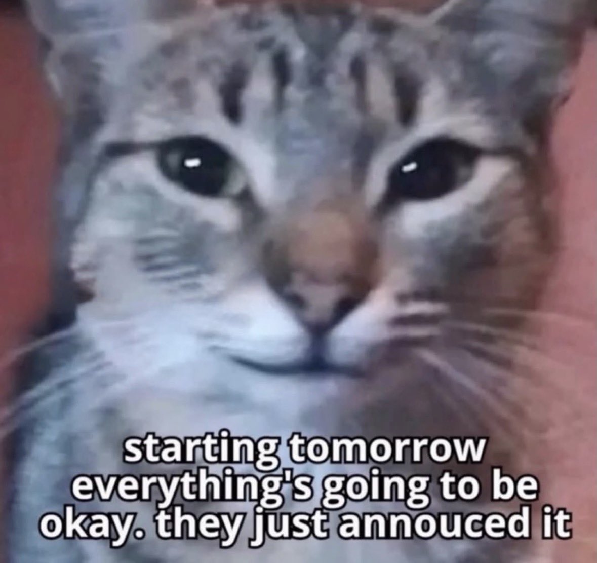 literallymecats's tweet photo. https://t.co/ARvGBpi9RS