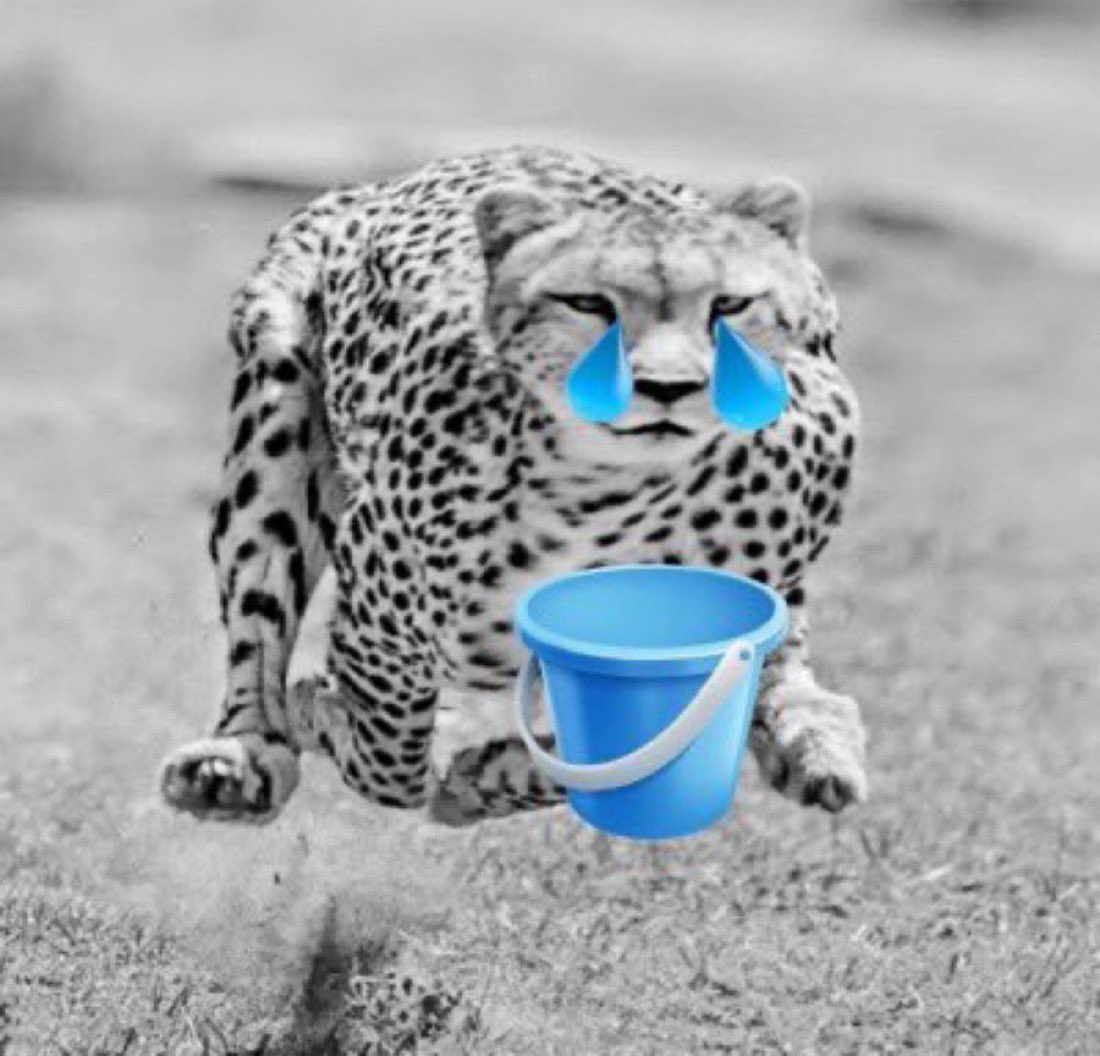 Jev 🍌 tweet media