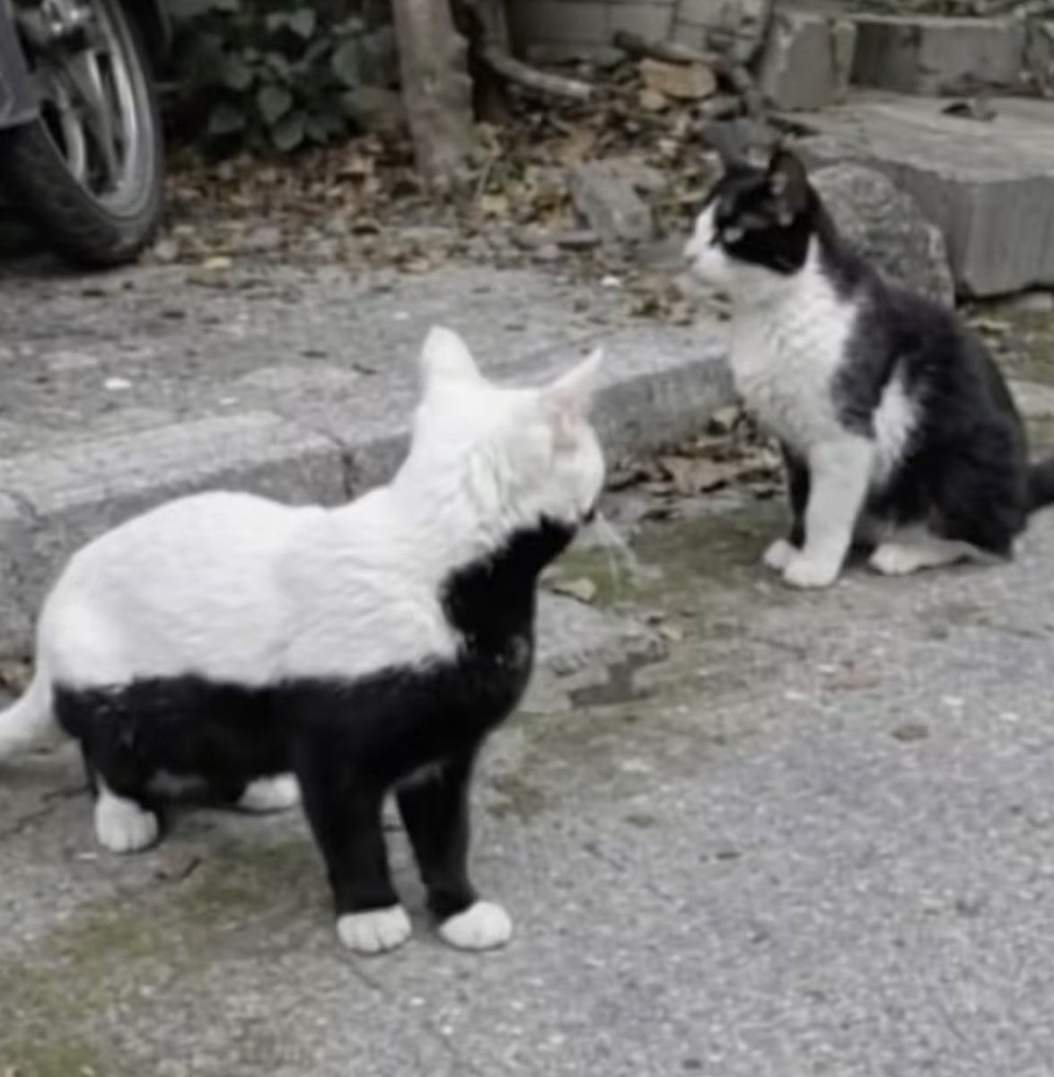 💖 (@twaniimals) on Twitter photo 