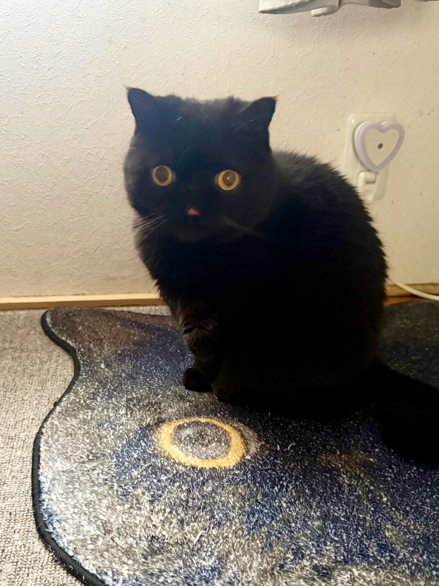 しぃちゃん (@shi_chan347) / Posts / X