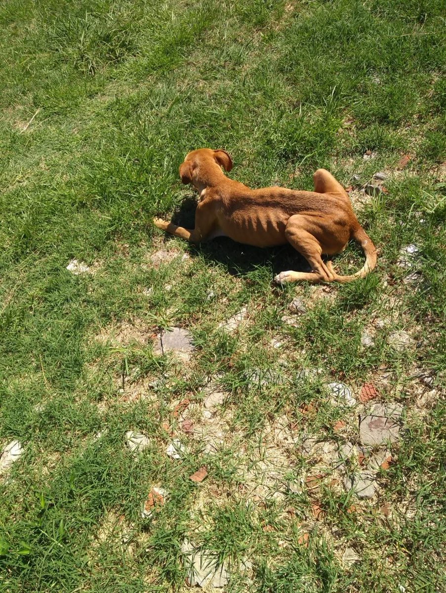 URGENTE PERRA ABUSADA.
 SUS DUEÑOS SON ALCOHOLICOS. TIENEN UN CABLE PELADO Y HACEN QUE LA PERRA LO TOQUE PARA QUE LE DE PATADAS. TIENE ERLICHIA Y LE SACAN SUS GARRAPATAS Y SE LA DAN DE COMER. 
LA ENTREGAN.SOLO NECESITAMOS TRANSITO U ADOPCION. 
SOFI: 1134802107 y LAURA 1166127735