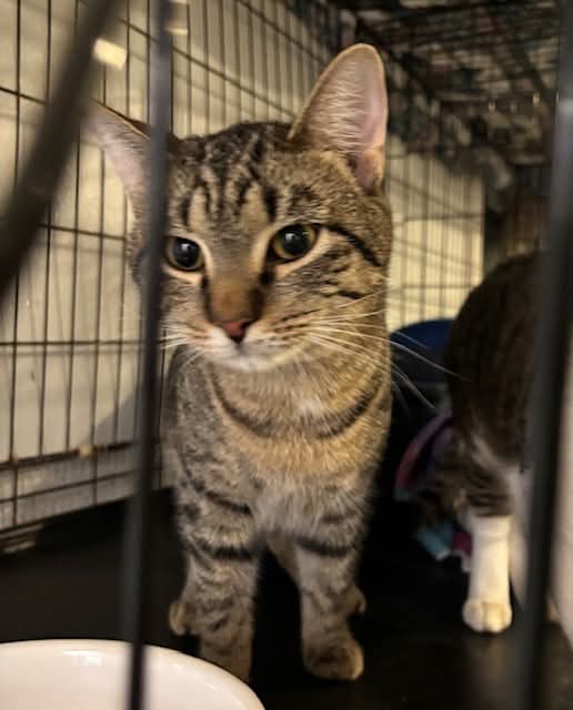 Jude had a crack in his left back leg and had to be kept in a crate for long time.  When he came out, he was and is very needy for a human presence and was afraid to play with other cats… now he is getting better and in a quieter home, he will be playful again. 
DOB: 05/07/2024