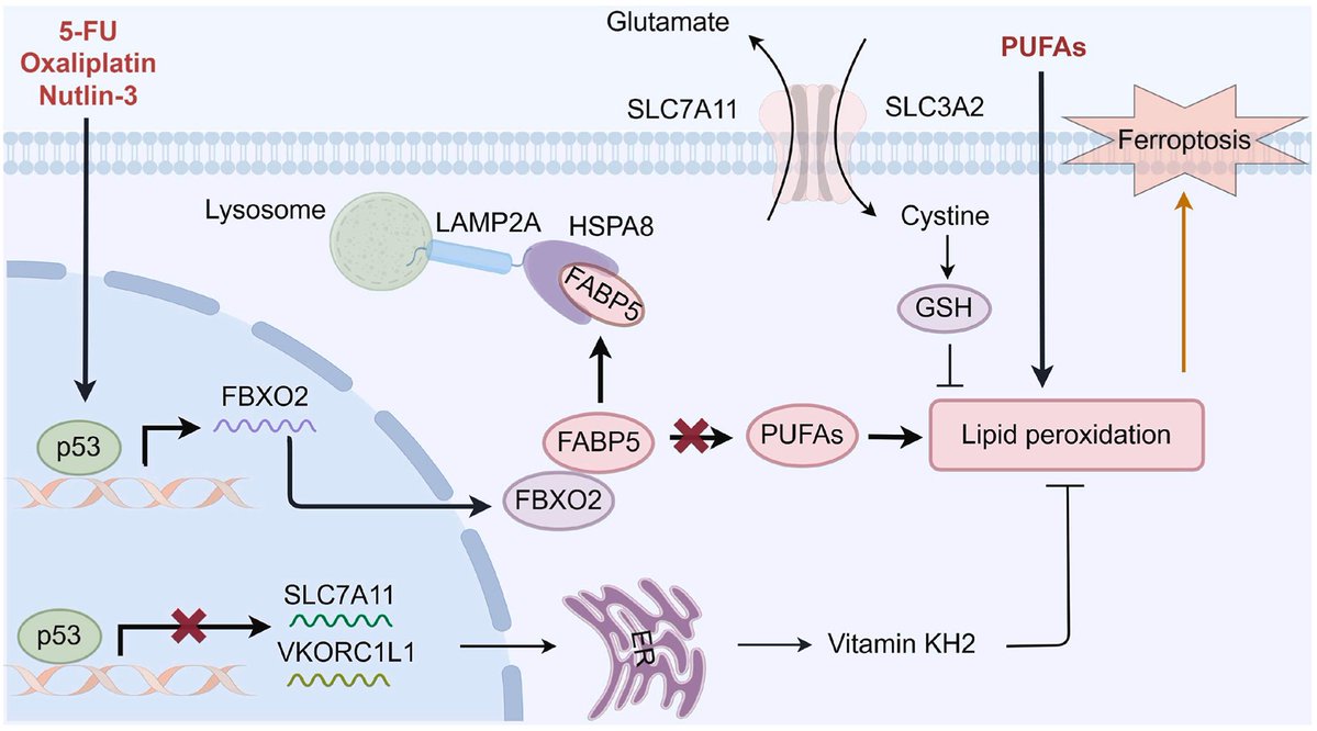 Intestinal Cell News tweet media
