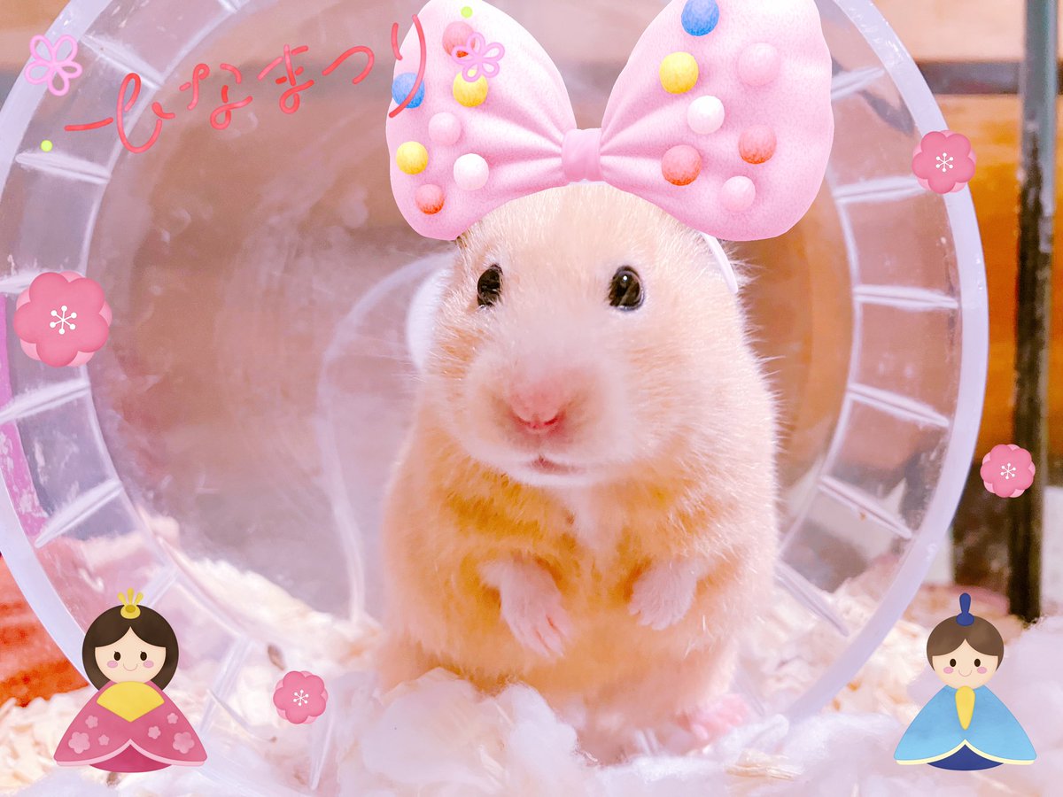 ネズミ🐹 tweet media