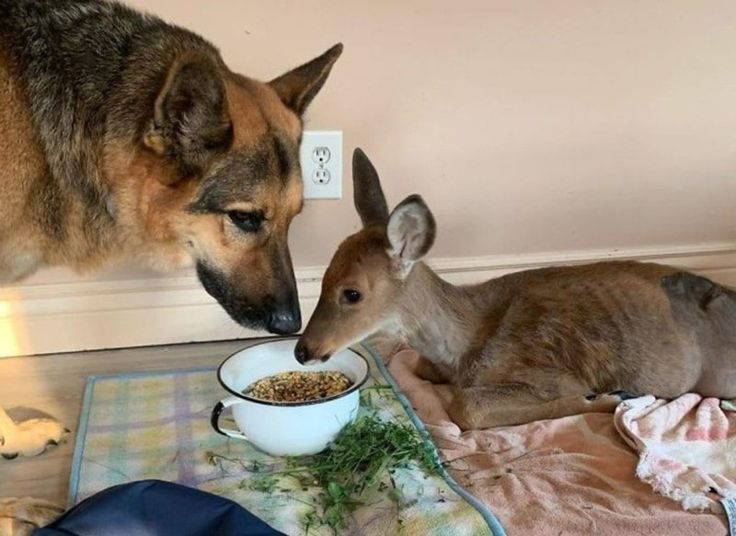 ipostdeer's tweet photo. they're sharing food nature is healing ❤️ https://t.co/nTWTHiBAai