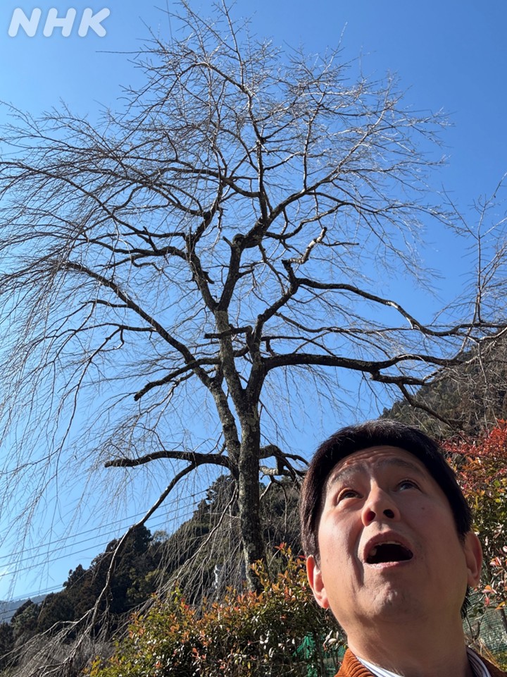 nhk_koufu's tweet photo. #身延山 の #しだれ桜 のひとつ
見頃まであとひと月くらいでしょうか…
 #身延 を舞台に繰り広げる番組は
近日放送！　　　　＃古谷敏郎 

NHK ONE のNews
#かいドキ 番組ページ👇
https://t.co/uQhhglKH1e https://t.co/2I6zKS5AHh