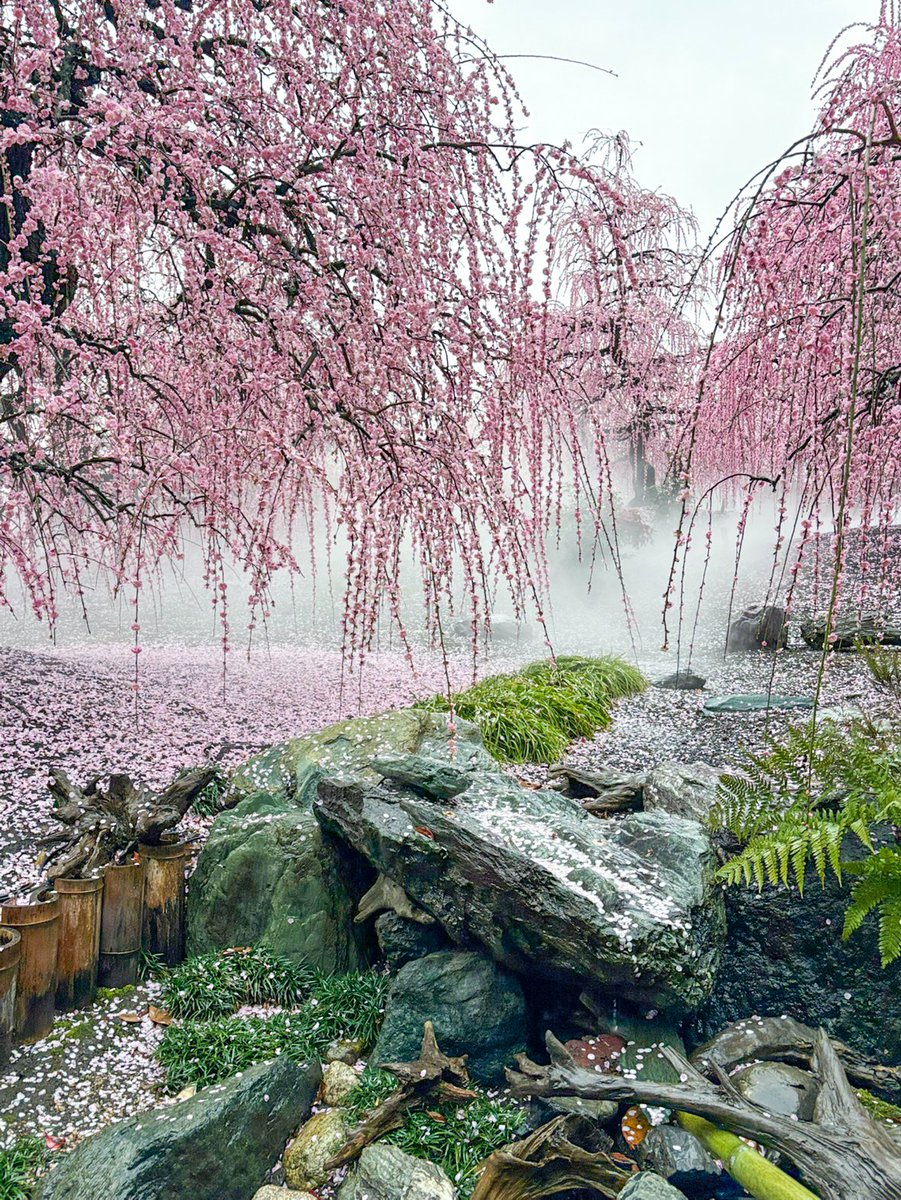 雨のおかげで霧が濃く出ています。
幻想的な雰囲気です🌸
#鈴鹿の森庭園 #しだれ梅まつり2026