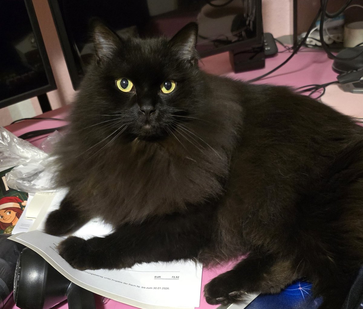 Pawsley & Wintery 🐈🐈‍⬛🐾 tweet media